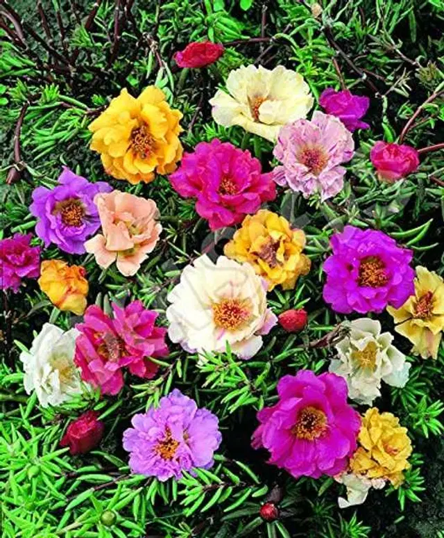 Recron Seeds of Portulaca Double Desi Flower, Pack Of 30