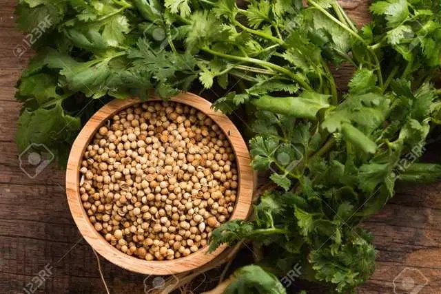 Recron Seeds of Desi Coriander, Pack Of 100