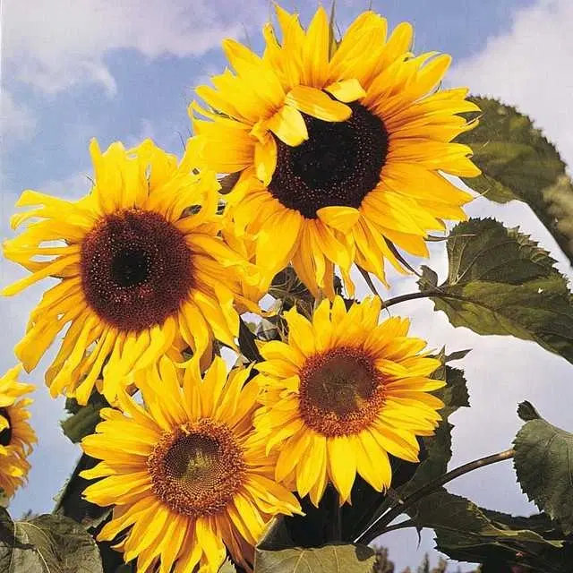 Sunflower Seed Russain Type, Pack Of 30