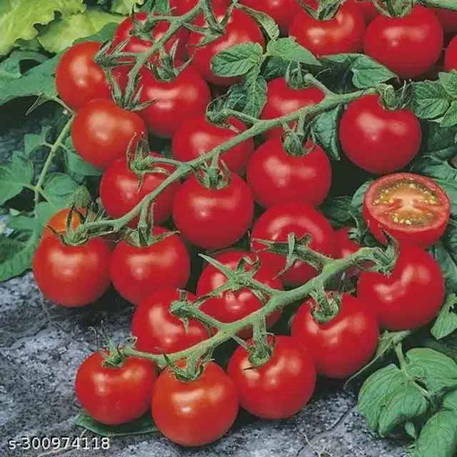 Red Ruby Cherry Tomato Vegetable Seeds, Pack of 50