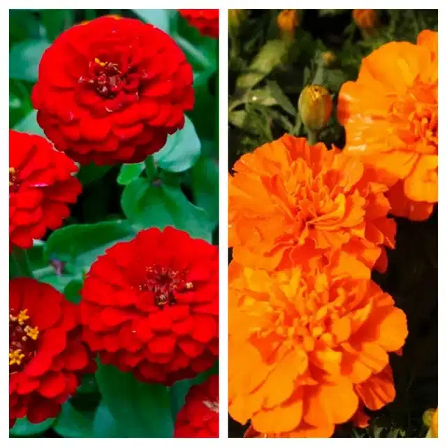 Zinnia Red & Marigold Orange Flower Seeds, Pack of 2