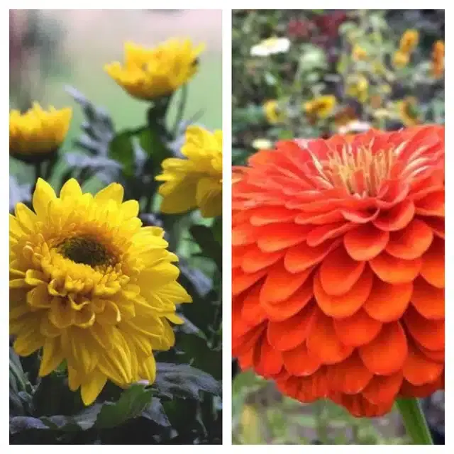 Chrysanthemum Yellow & Zinnia Orange Flower Seeds, Pack of 2