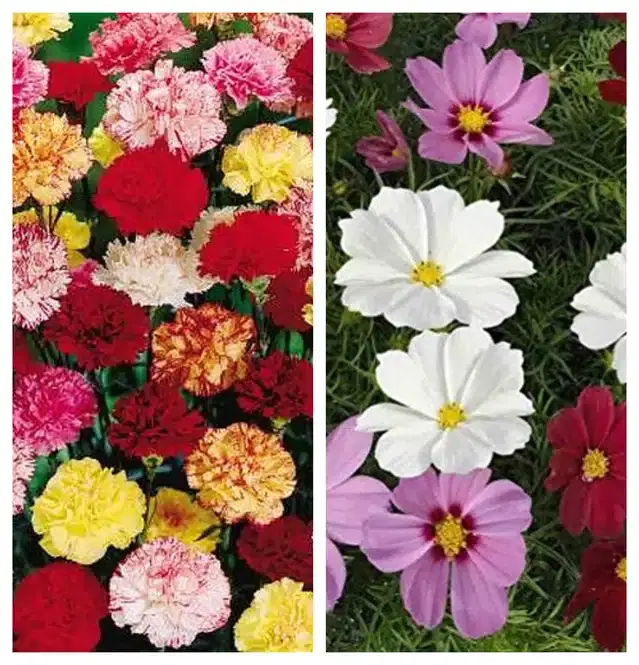 Carnation Mix & Cosmos Mix Flower Seeds, Pack of 2