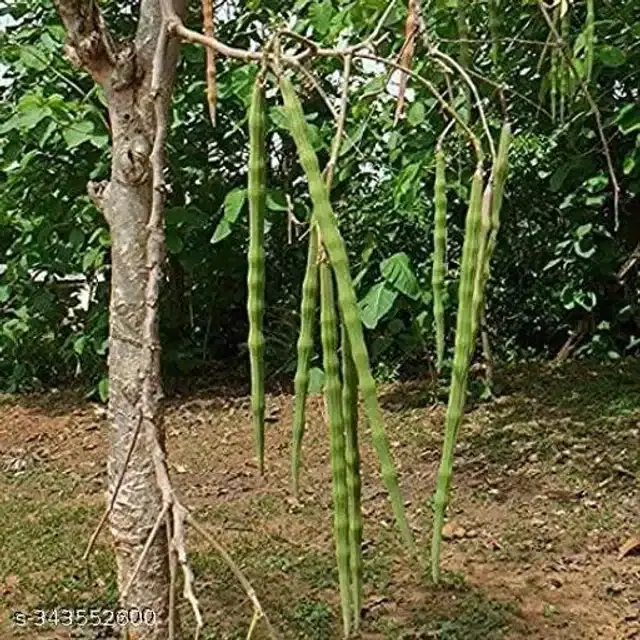 Organic Drumstick Seeds, Pack of 15