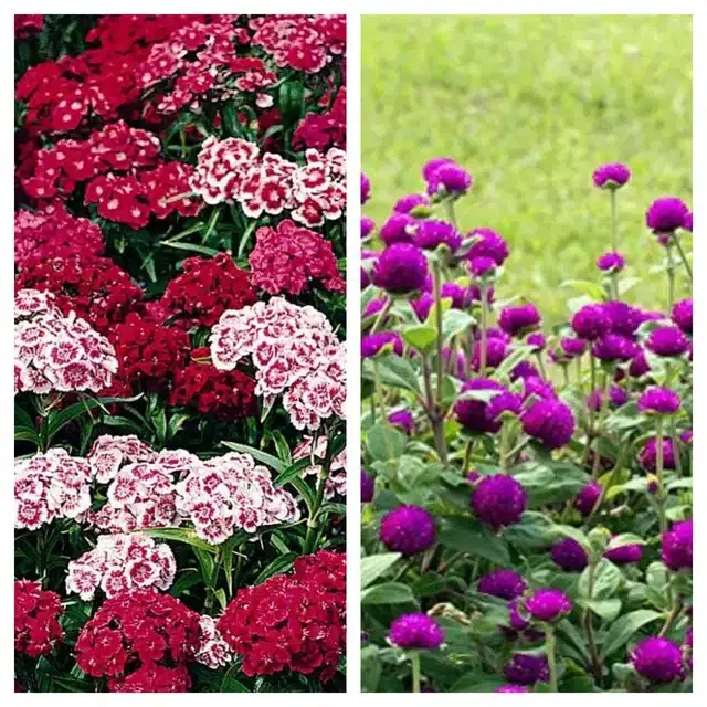 Sweet William & Gomphrena Purple Flower Seeds, Pack of 2