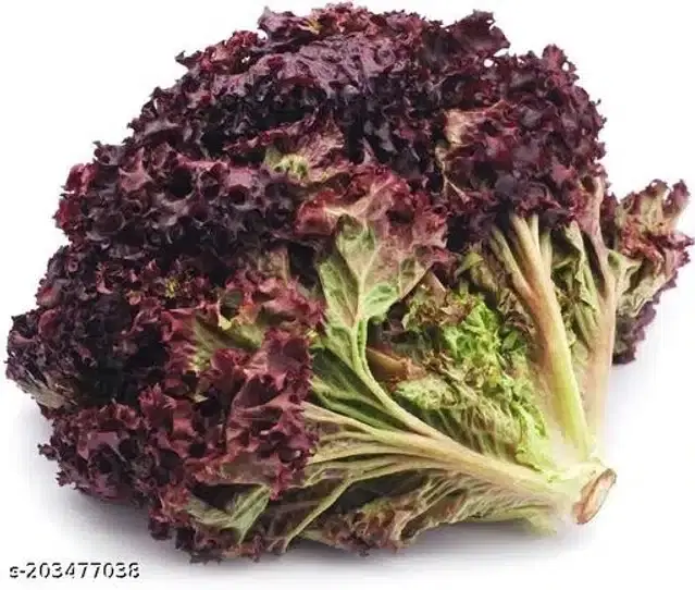 Lettuce Iceberg Red Vegetable Seeds, Pack of 50