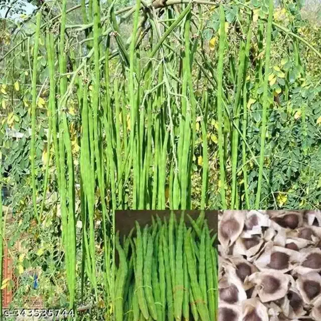 Moringa Seeds, Pack of 30
