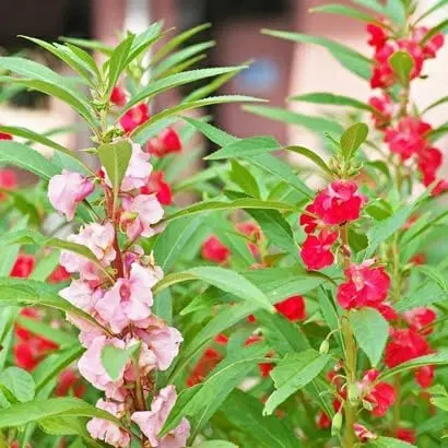 Zello Balsam Mixed Flower, 20 Seeds