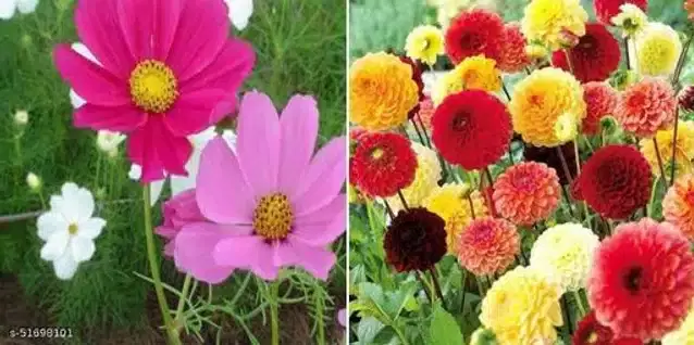 Seeds of Dahlia & Cosmos Mixed Summer Flower, Pack of 2
