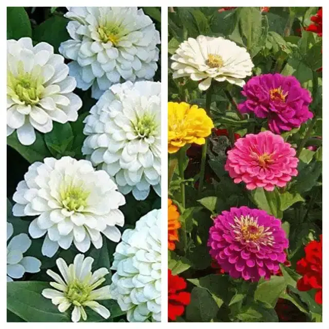 Zinnia White & Zinnia Mix Flower Seeds, Pack of 2