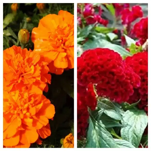 Marigold Orange & Cockscomb Red Flower Seeds, Pack of 2