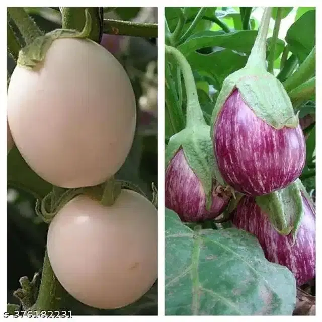 Brinjal White Desi Bengan Seeds, Pack of 50