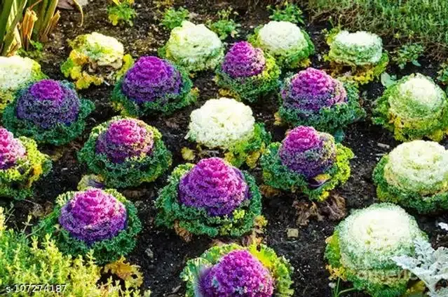 Ornamental cabbage Vegetable Seeds, Pack of 30
