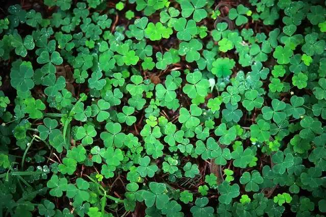 Clover Microgreen Seeds, Combo of 1