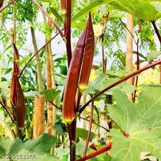 Red Okra Bhindi Lady Finger Hybrid Vegetable Seeds, Pack of 30