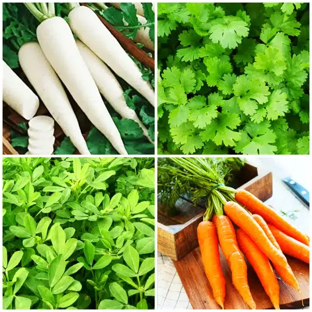 4 Variety of Vegetable Seeds, Combo of 4