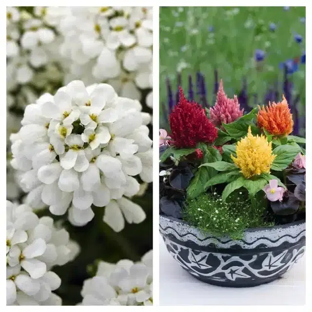 Candytuft Flower & Celosia Mix Flower Seeds, Pack of 2