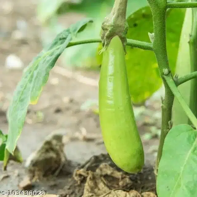 Brinjal Green Long Vegetable Organic Seeds, Pack of 50