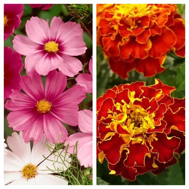 Cosmos Mix & Marigold French Flower Seeds, Pack of 2