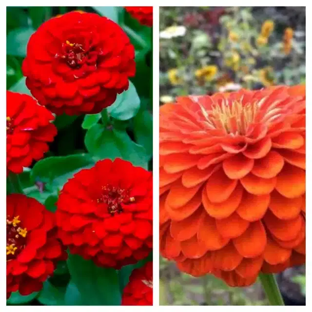 Zinnia Red & Zinnia Orange Flower Seeds, Pack of 2