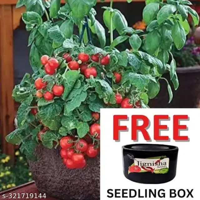 Red Ruby Cherry Tomato Vegetable Plant Seeds, Pack of 50