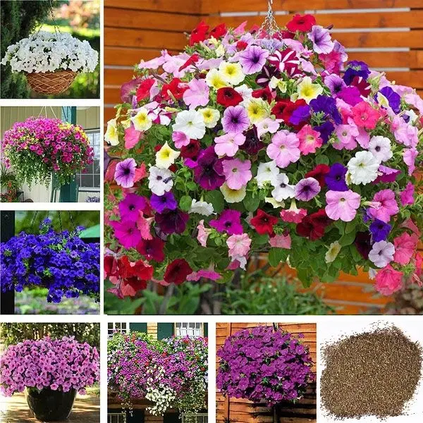 Zello Petunia Mixed Flower, 50 Seeds - 02