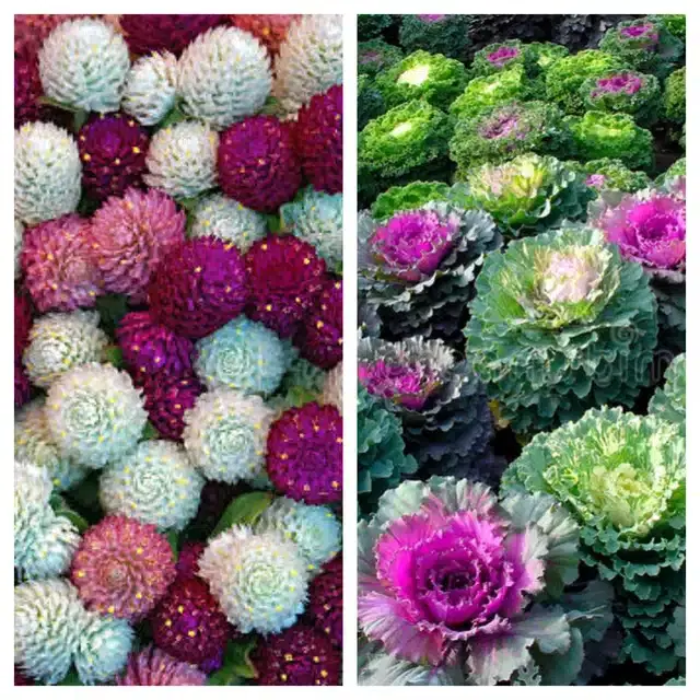Gomphrena Mix & Flowering Kale Flower Seeds, Pack of 2