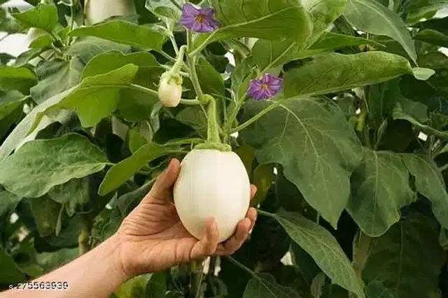 White Brinjal Seeds, Pack of 50