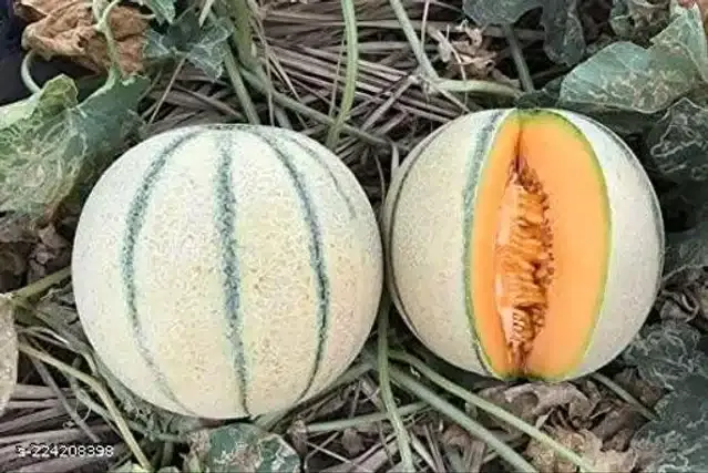 Muskmelon Sitara Fruit Seeds, Pack of 30