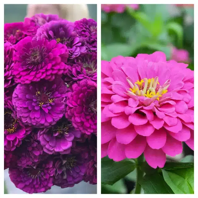 Zinnia Purple & Zinnia Pink Flower Seeds, Pack of 2