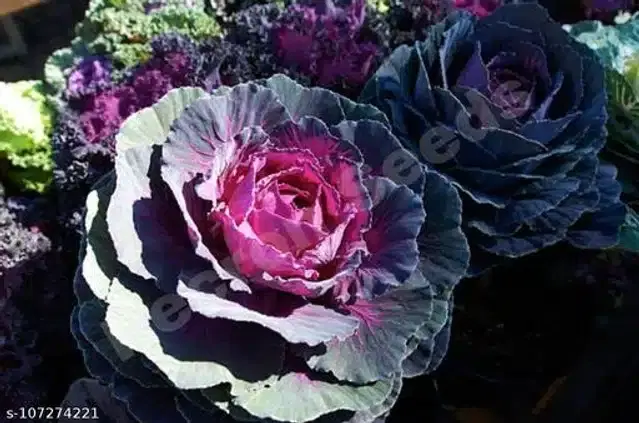 Ornamental Kale Round Leaves Mix Seeds, Pack of 30