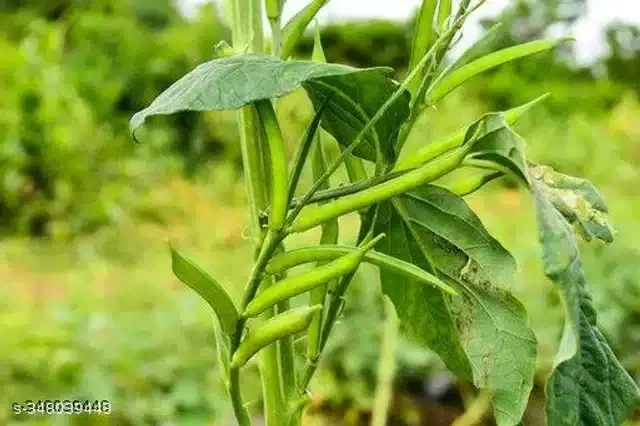 Cluster Bean Vegetable Seeds, Pack of 50