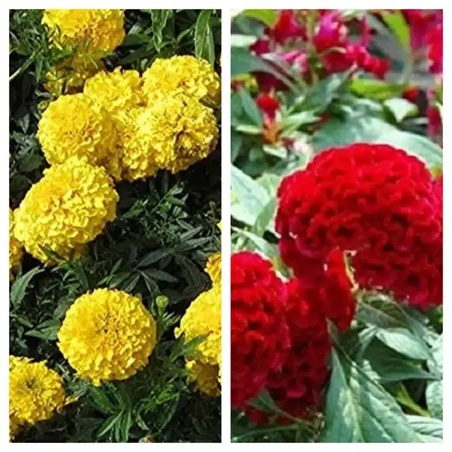 Marigold Orange & Cockscomb Red Flower Seeds, Pack of 2