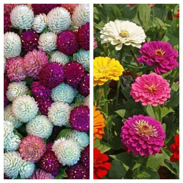 Gomphrena Mix & Zinnia Mix Flower Seeds, Pack of 2