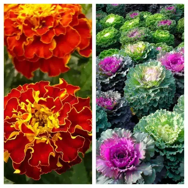 Marigold French & Flowering Kale Flower Seeds, Pack of 2