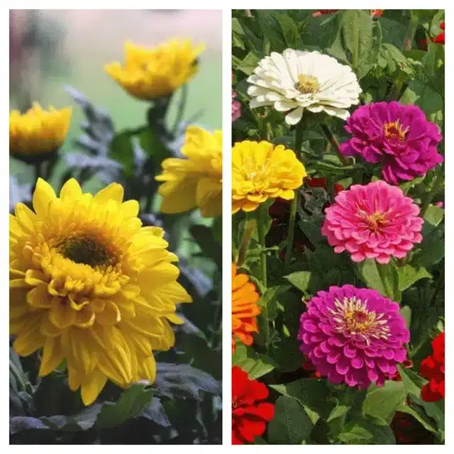 Chrysanthemum Yellow & Zinnia Mix Flower Seeds, Pack of 2