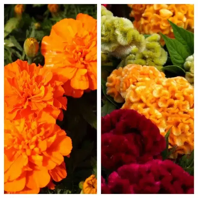Marigold Orange & Cockscomb Mix Flower Seeds, Pack of 2