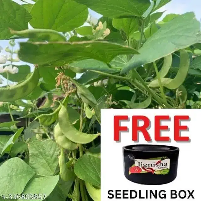 Sem Phali Seeds, Pack of 30