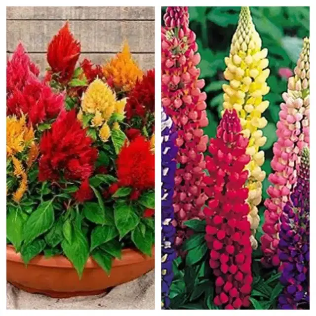 Celosia Mix & Lupine Mix Flower Seeds, Pack of 2
