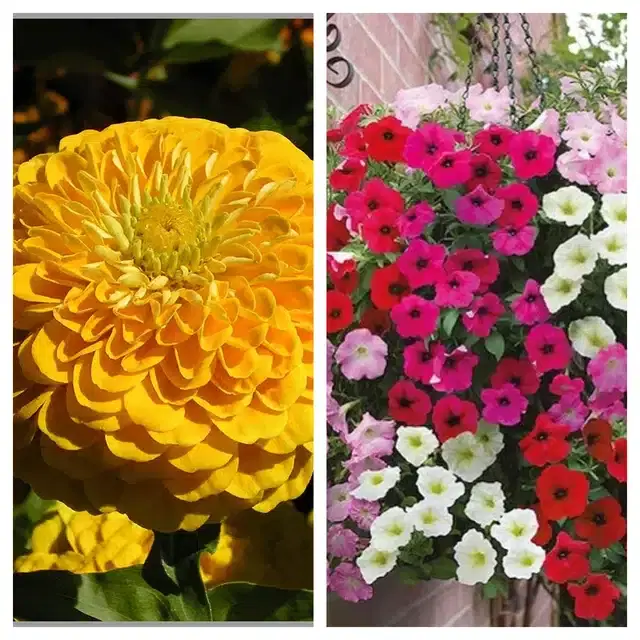 Zinnia Yellow & Petunia Mix Flower Seeds, Pack of 2