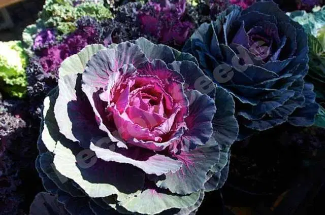 Recron Seeds of Ornamental Kale Fringed Leaves Flower, Pack Of 30