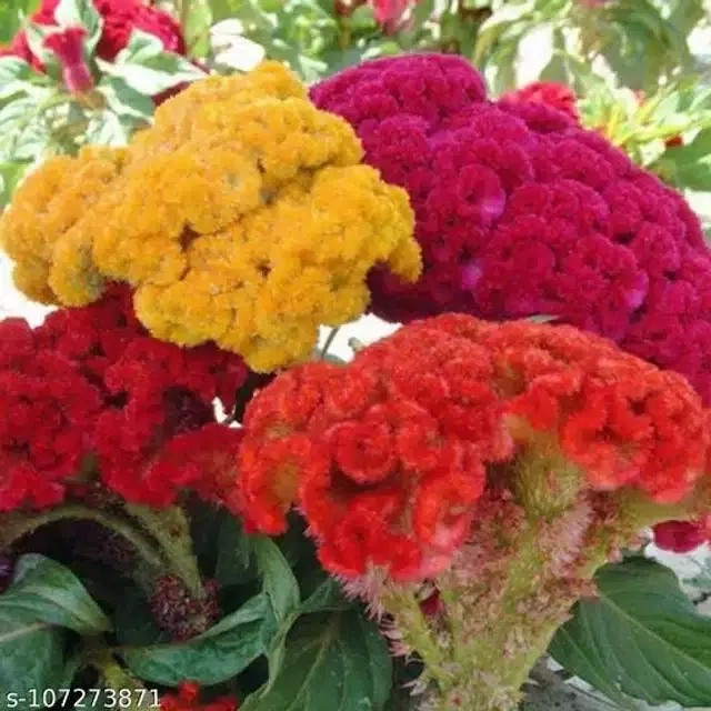 Celosia Cockscomb Mixed Colour Seeds, Pack of 30