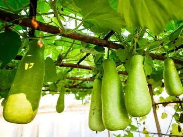 Recron Seeds of Bottle Gourd for Gardens, Pack Of 15