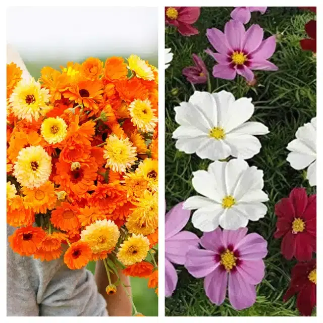 Calendula Mix & Cosmos Mix Flower Seeds, Pack of 2