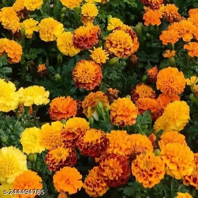 American Marigold White Seeds, Pack of 30