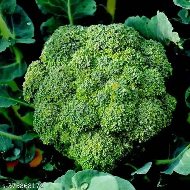 Broccoli Vegetable Seeds, Pack of 100