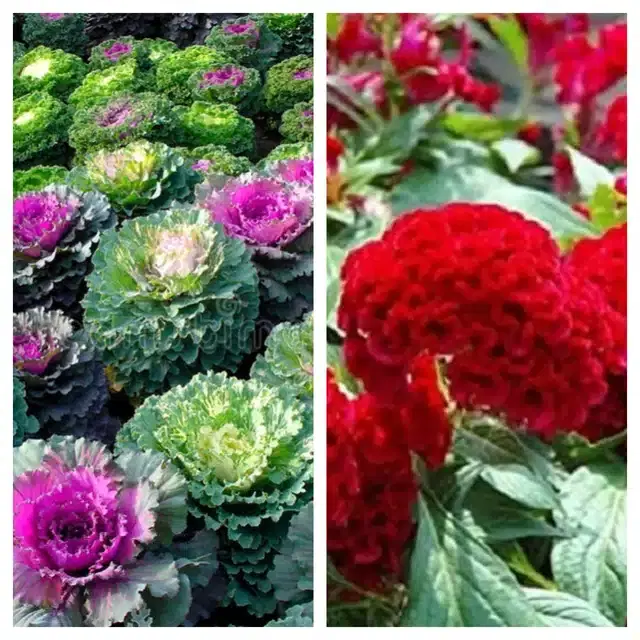 Flowering Kale & Cockscomb Red Flower Seeds, Pack of 2