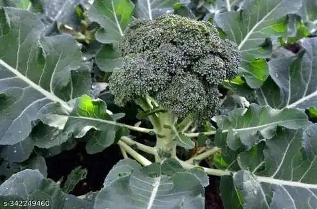 Hybrid Broccoli Gracia Seeds, Pack of 100