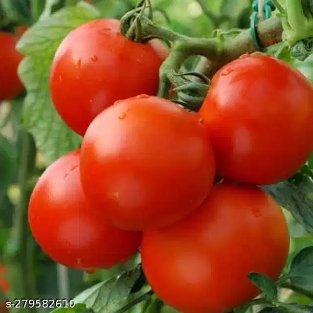 Tomato Pusa Ruby Super Vegetable Seeds, Pack of 100