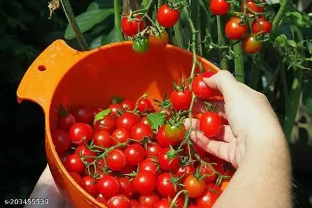 Red Cherry Exotic Tomato Vegetable Seeds, Pack of 50